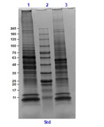 SDS Results of Adult Rat Heart Whole Cell Lysate.<br />Lane 1: Adult Rat Heart Whole Cell Lysate Reduced [10 μg].<br />Lane 2: Opal Prestained Molecular Weight Marker.<br />Lane 3: Adult Rat Heart Whole Cell Lysate Non-Reduced [10 μg].<br />4-20% Gel, Coomassie Stained.